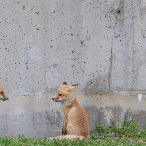 Playtime Break