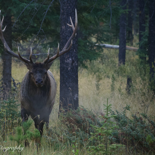 Bull Elk in rutt