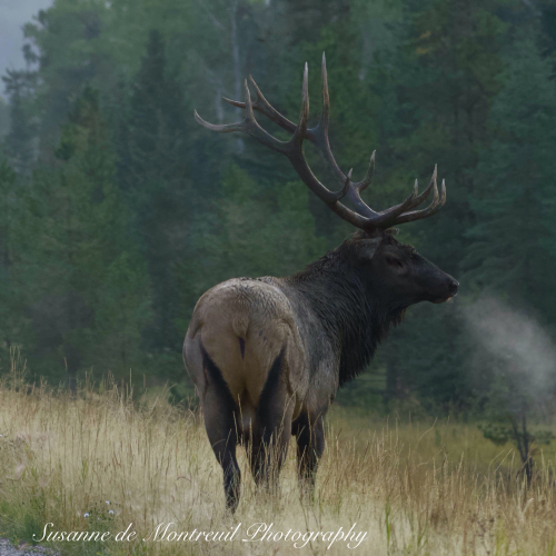 Bull Elk in rutt