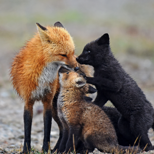 Nose to Nose