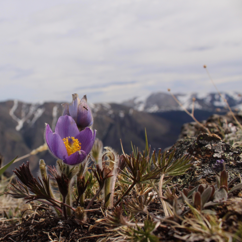 Mountain Top 
