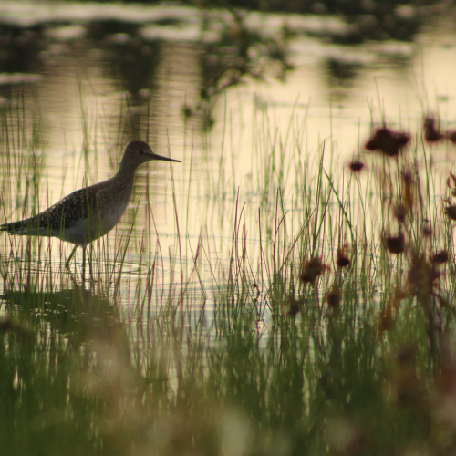 Solitary 