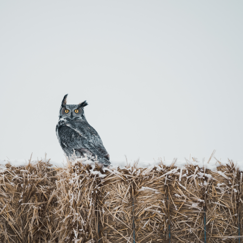 Alberta's Owl