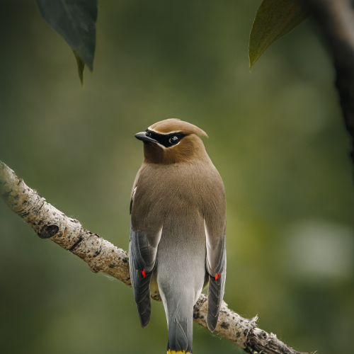 Wary Waxwing