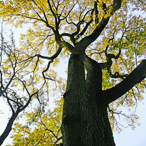 Look up, way up!