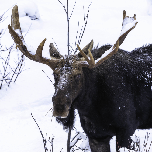 Algonquin Bull Moose Portrait