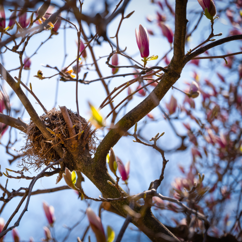 Magnolia Nest