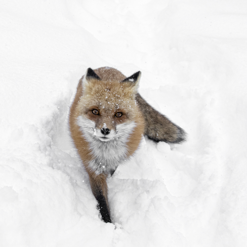 Inquisitive Red Fox