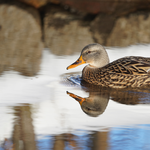 Water mirror