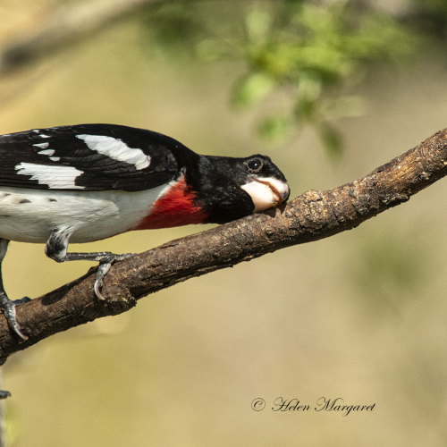 Grosbeak Yoga