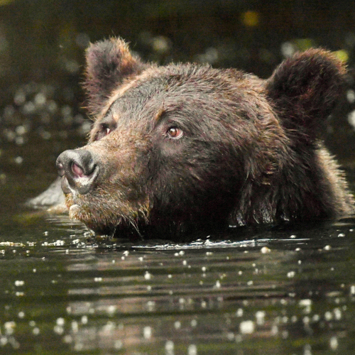 Waiting For A Salmon
