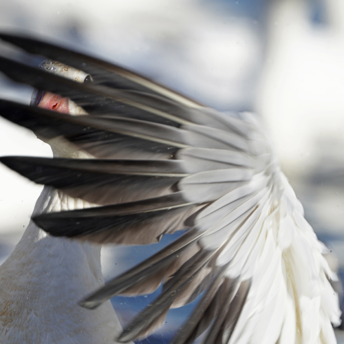 Between feathers blind