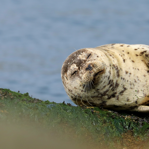 Restful Seal