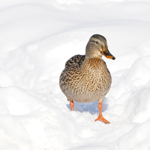 Cold feet