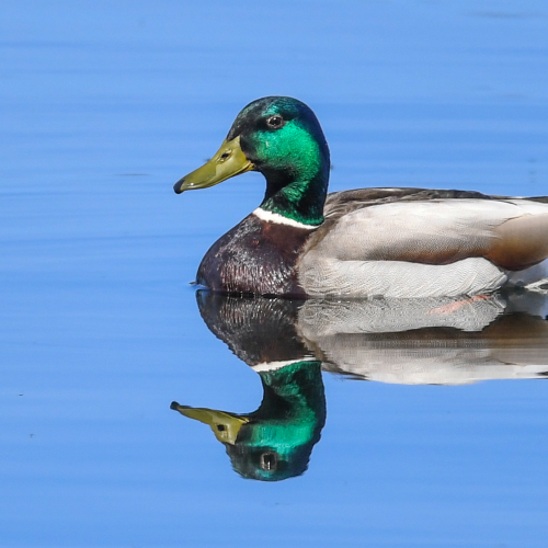 Mirror Image