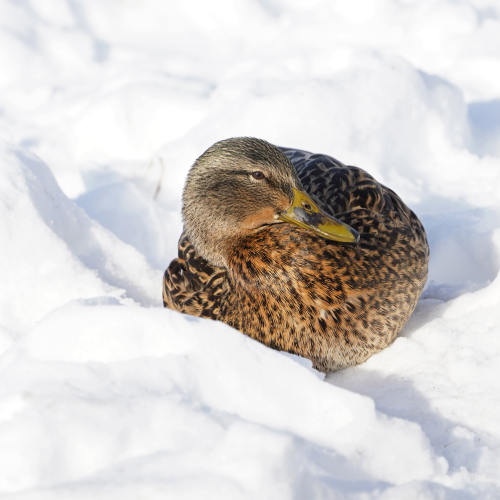 Cold bed