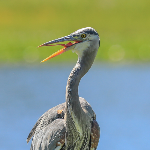 The Great Blue