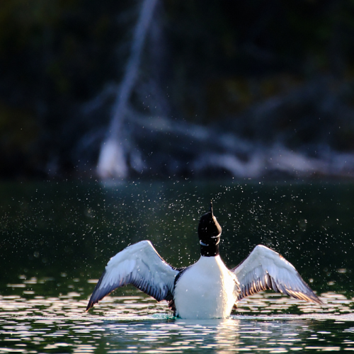 Common Loon