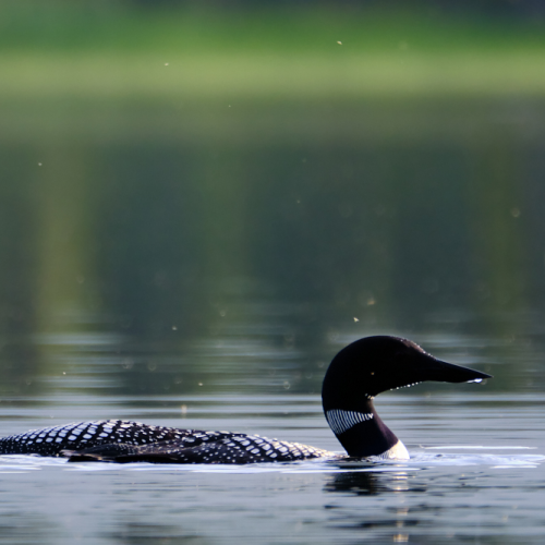 A pair of common loon