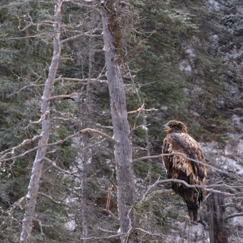 Bald Eagle