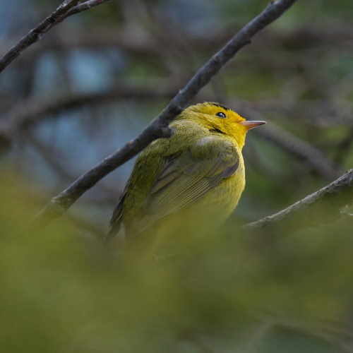 Wilson's Warbler
