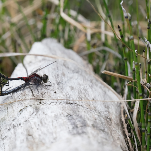 Mating pair of Boreal Whiteface