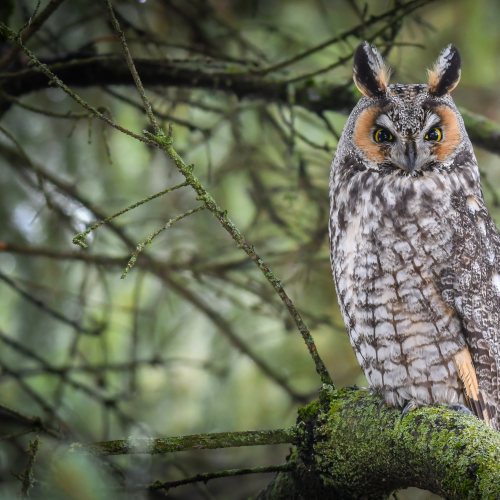 King of the woodlands
