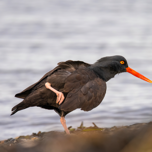 Black Oystercatcher