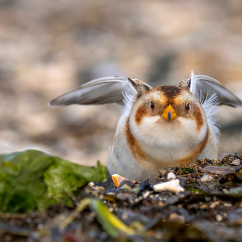 Snow bunting