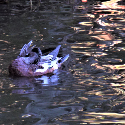 The Dragon of Ducks