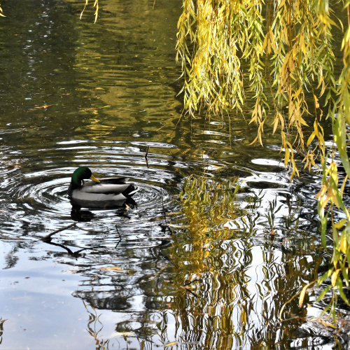 Duck Frame