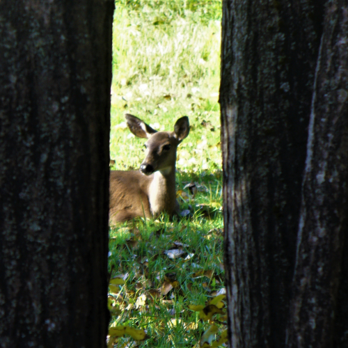 Deer Frame