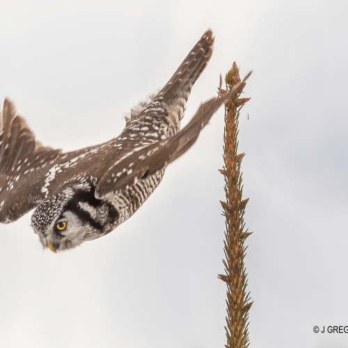 Dive Bomb