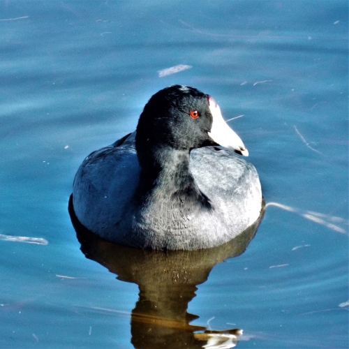 This Coot's a Hoot