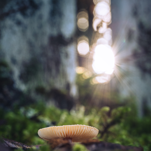 Mushroom 1
