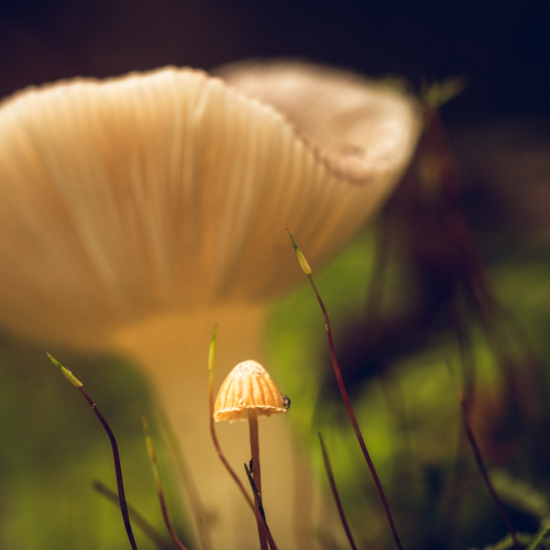 Mushroom buddies