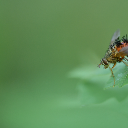 Tachinid Fly