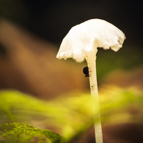 Mushroom shelter