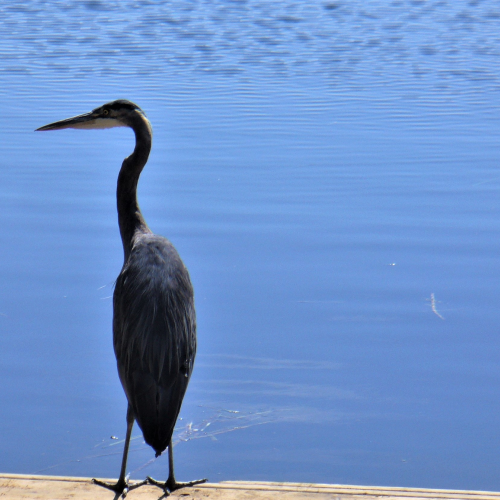 Heron Reflection