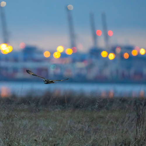 Short eared owl flying at night