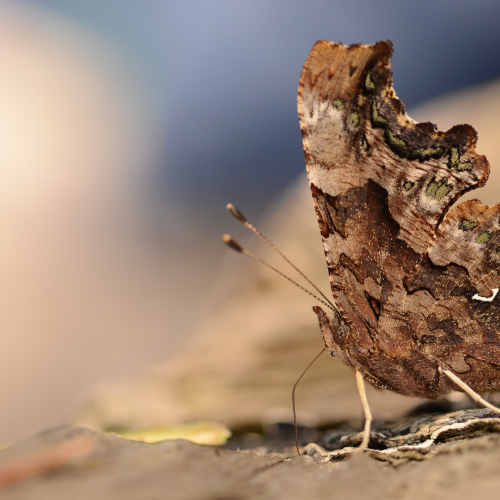 Comma Butterfly