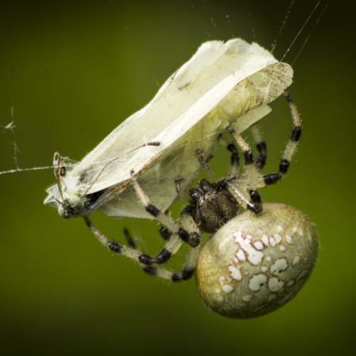 Caught in a Web