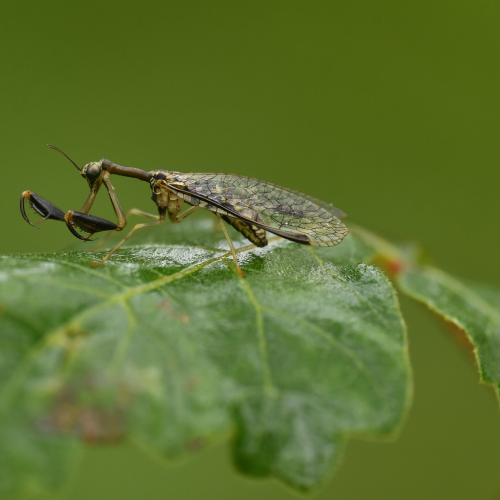 Mantidfly