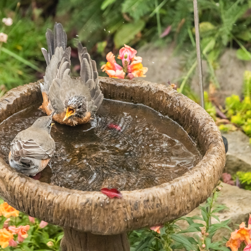 Battle of the Birdbath