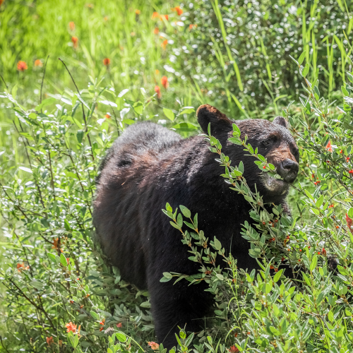 Bears and Berries