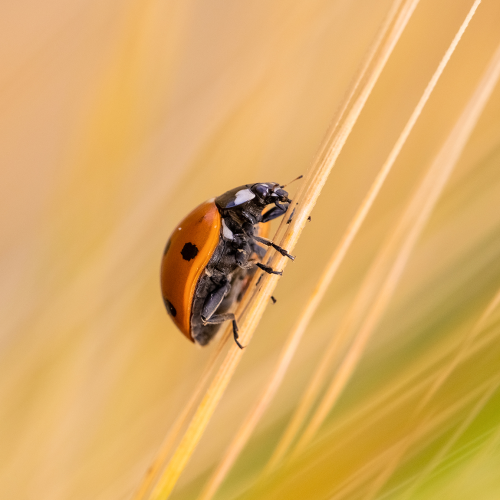 Lady on Wheat