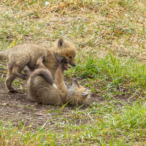 Play Time