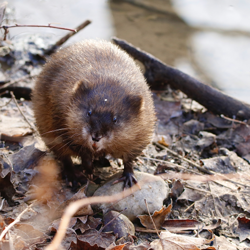 Surprised Muskrat