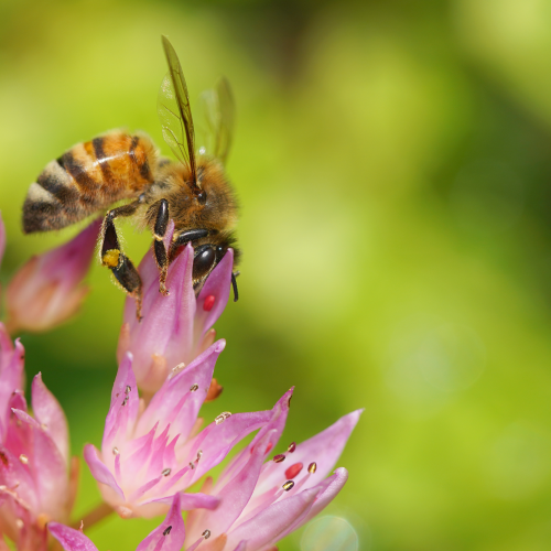 Bee my flower