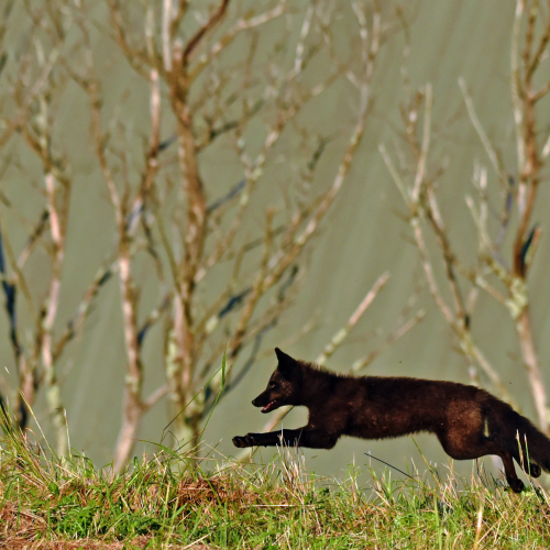 Fox on the Run